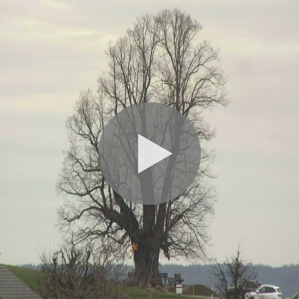 Moriken Wildegg webcam