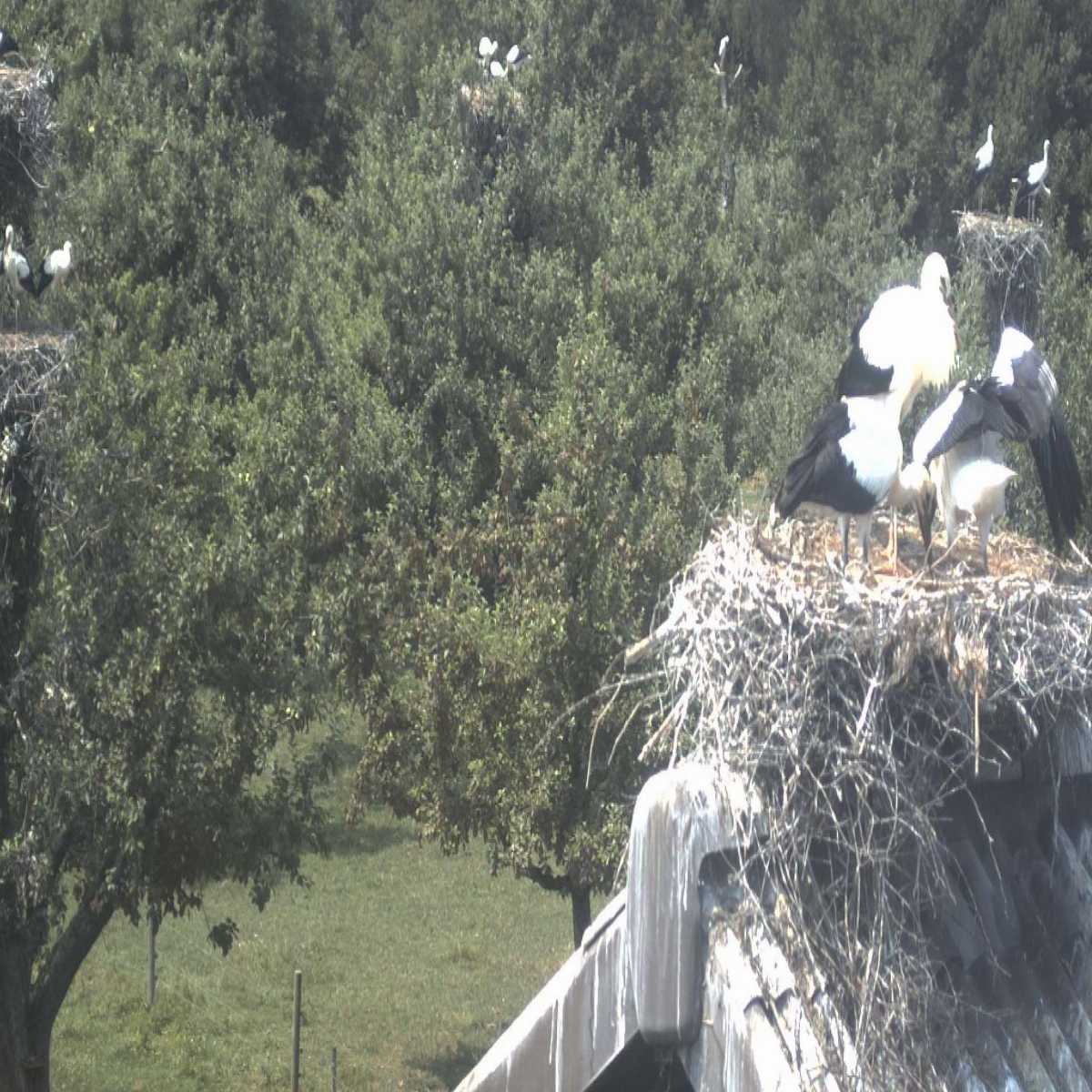 Moriken Wildegg webcam