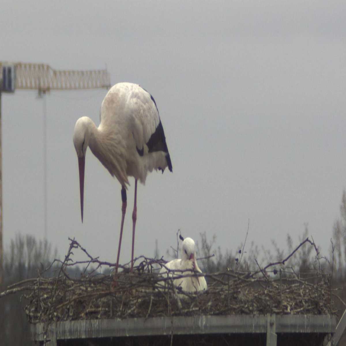 Stadtprozelten webcam